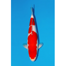 KV.11 KOHAKU